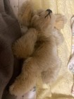Collectable Doll Companion Puppy Spaniel