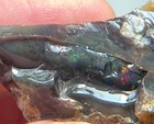 Nevada Black Fire Opal Full Spectrum Butterscotch Not Spencer Obsidan 24grams