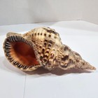 Triton Conch Seashell Trumpeted Shell Beautiful Markings Large Size 9   4 75  3 5 