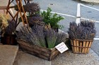 Natural Lavender Bundles Freshly Harvested Dried Lavender Bunch 200  Stems