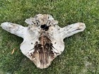 Bison Antiquus Skull - From 10 000 Years Ago - An Ice Age Treasure 