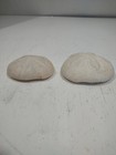 Lot Of 2 Sand Dollar Puffy Sea Biscuit Seashells