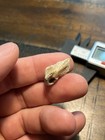 Rare Dromaeosaur Dew Claw Metatarsal Dinosaur Fossil Hell Creek Formation Sd