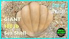 Stepping Stone Diy Walk Maker Mold Concrete Stones Garden Paths Walkways Patios