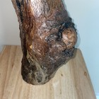 Civil War Cannon Ball In Tree Log 