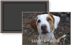 Custom Pet Dog Cat Pony Photo Magnet 2  X 3  Current Past Memorial See Examples