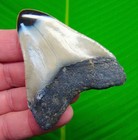Megalodon Shark Tooth Real Fossil 3 02    No Restorations Sharks Teeth