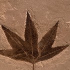 Fossil Plant Leaf Imprint Impression Specimen In Stone Display Case 