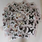 20 Pcs Real Butterfly Specimens Mixed Species Taxidermy Diy Home Decor Gift