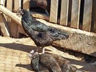 6 Purebred Black Ayam Cemani Chicken Fertile Hatching Eggs