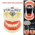 Kilgore Nissin 200 Type Dental Typodont Model M8012 With 32pcs Removable Teeth