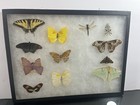 Vintage Framed 16   x12    Butterfly And Moth Specimen Collection