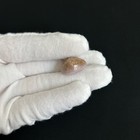 Cypraea  naria  Poraria  18 7mm  Porous purple-based Cowry Seashell From Japan