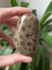 Collector Grade  black Eyes  Polished Petoskey Stone - 3 7oz - Coral Fossil