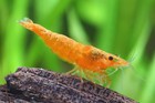 Orange Shrimps Neocaridina Live Freshwater Shrimp Aquarium Inverts Shrimps  10 