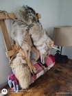Coyote Pack Mount  Taxidermy  Pelt  Hide  Animal  Fur  Oddity  Curiosity 