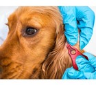 Tick Remover Tool 3 Pack  Suitable For Pets  Animals  And Humans  Portable Ou