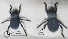 Flawed Blue Death Feigning Beatlee  group Of 10   Wholesale Price 