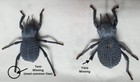 Flawed Blue Death Feigning Beatlee  group Of 20   Bulk Price 