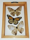 Real Framed Butterflies 3 Amazing Butterflies Mounted Double Glass Size 5 5x8 5 