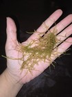 Java Moss 1 Gram Live Aquarium Plant  Beginner  Easy