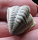 Trilobite- 3 4 - Flexicalymene Meeki- Ordovician- Cincinnati  Ohio