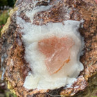 Large Uncut Thunderegg  2 Lbs  15 5 Oz  5 5x4 5x3 5   Hauser Geode Beds  Calif 