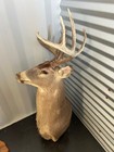 10 Point 145  Whitetail Deer Antlers Head Shoulder Wall Mount Taxidermy