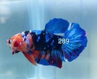 Betta Nemo Koi Male Multi Live Fish Usa High Quality  289