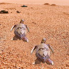 Turtle Wood Carving hawaiian Turtles Wooden Hand Carved Turtle Tortoise Statue s