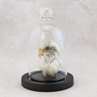Parakeet Bird Head  Craft Oddity Curiosity Display Taxidermy Decor Gift Natural