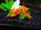 20 2 Orange Sunkist - Freshwater Neocaridina Aquarium Shrimp  Live Guarantee