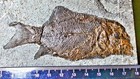 Fine  Complete 10 5cm Triassic Fish Paralepidotus Ornatus W  Dentition   Austria