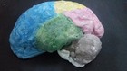 Rare Antique Plaster papier M  ch   Brain Anatomical Model 1920 -30 S 