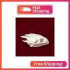 Clloeat Taxidermy Real Animals Skulls  Real Bones Specimen  Taxidermy Supplies F