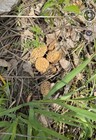 Fresh Morel Mushrooms From Iowa Right Along Missouri River Sold Per Pound