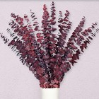 15pcs Dried Preserved Red Eucalyptus Stems  100  Natural Fresh Eucalyptus 