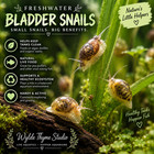 Live Bladder Snails Aquarium Cleanup Crew Pea Puffer Food Feeder Snails