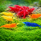 80  Live Neocaridina Shrimp 20 Red 20 Blue 20 Orange 20 Yellow Dwarf Algae Crew