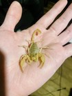  1  Live Cb Sub-adult Giant Sand Scorpion  3-3 5    Inches    read Description 
