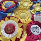 Horse Show Ribbons Large Rosettes Lot Of 12 Vintage Awards Red Yellow Blue