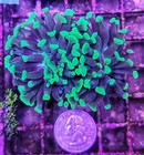 Wysiwyg Neon Green Splatter 2 Head Branching Hammer Coral Frag Free Ship 