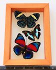 3 Real Butterflies Framed Special Collection Mounted Wood Double Glass 4 5 x6 5 
