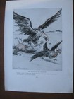 1916 Original Political Cartoon - German Eagle Belgium Holland Chicken Wwi War
