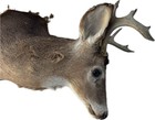 Whitetail Deer Head Shoulder Mount On Plaque 5 Point Taxidermy 15 off