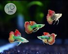 1 Trio - Live Guppy Fish High Quality - Super Red Dragon Ribbon Dbs