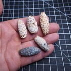 5pcs Lot Equicalastrobus Sp  Pine Cone Seed Chalcedony Fossil Plant Eocene