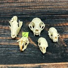 Real 5 Lot Animal Skulls Muskrat Mink Opossum Mount Craft Unique Art Head Hobby