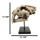 Ebros Sabertooth Tiger Cat Fossil Skull Skeleton Statue With Museum Pole Mount