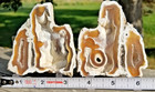 Polished Agatized Coral Fossil Pair Chalcedony Mineral Reef Ocean Specimen Fl 